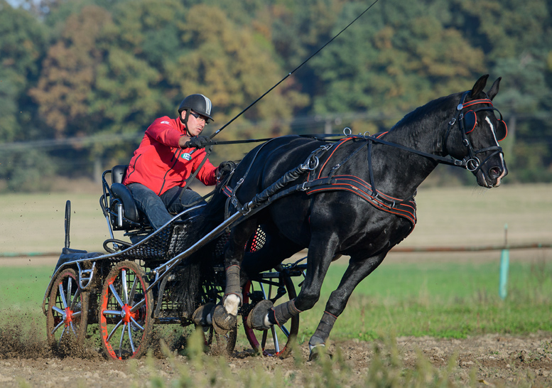 Sportkutsche Double Sport DS-250 - Marathon 