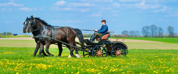 Coches de caballos de paseo